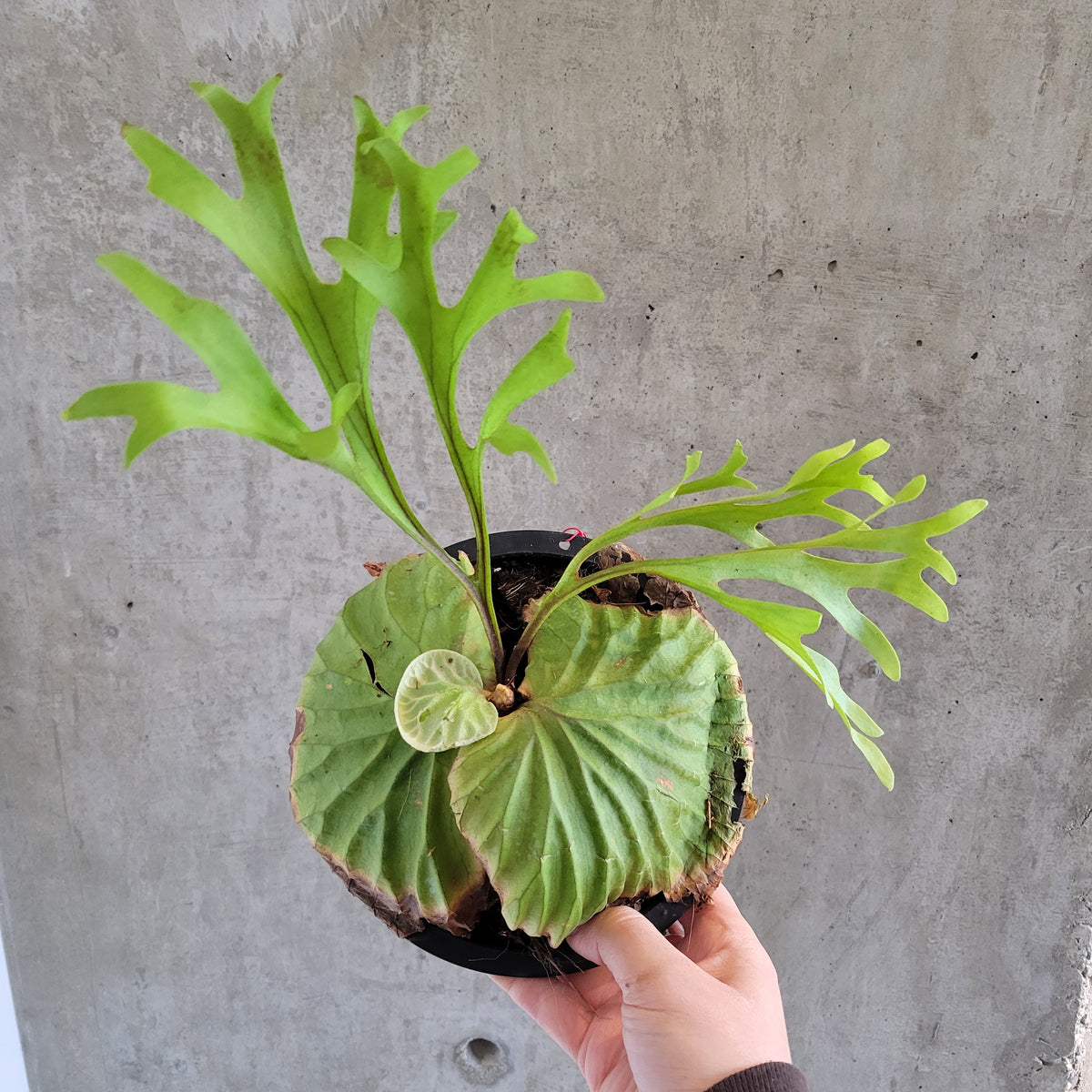 ビカクシダ　ridleyi（wide fronds&rugose shield Platycerium ridleyi Saman × (wide fronds & rugose shield