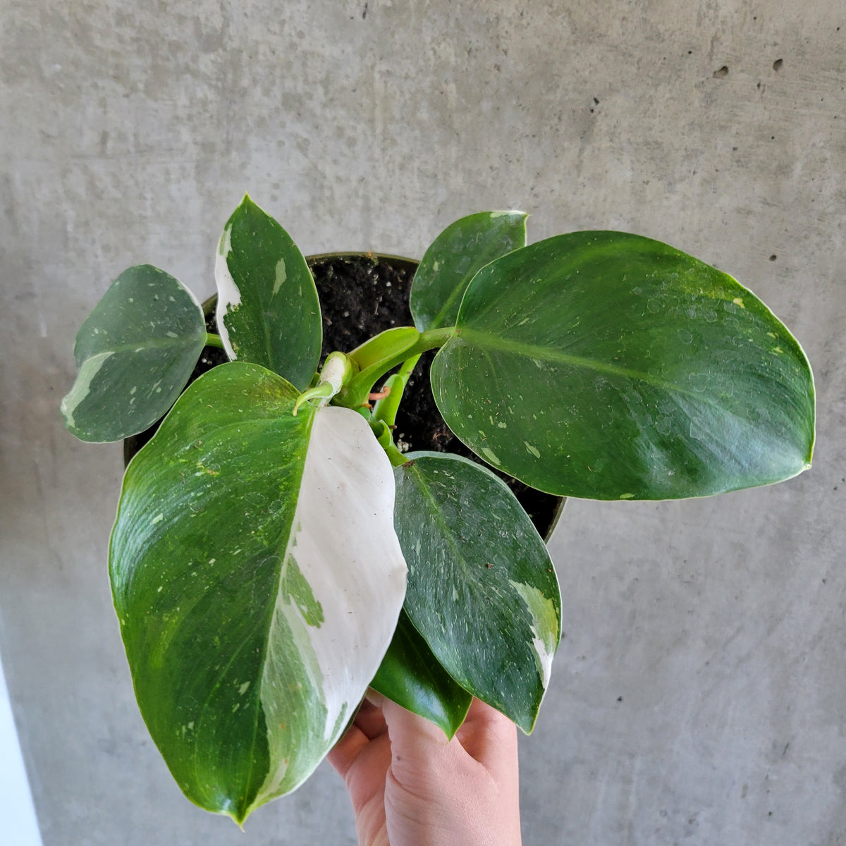 Philodendron White Wizard – VI Plant Shop