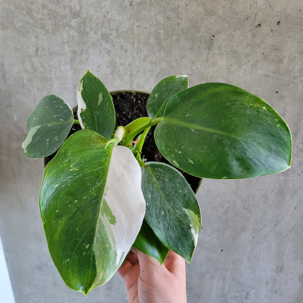 philodendron white wizard toxic to cats Philodendron White Wizard – VI Plant Shop