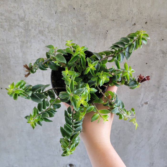 Twister Lipstick Plant