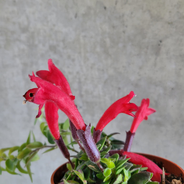 Twister Lipstick Plant