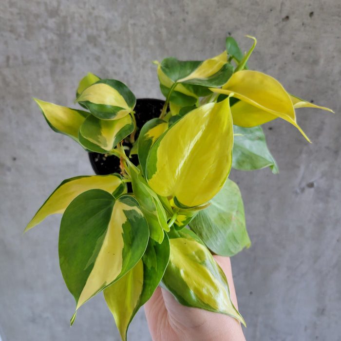 Philodendron Brasil