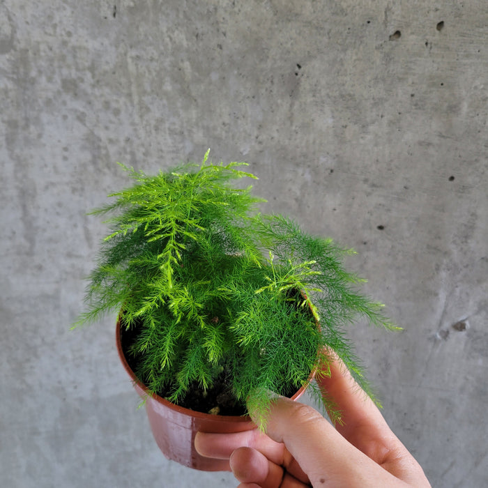 Plumosa Fern