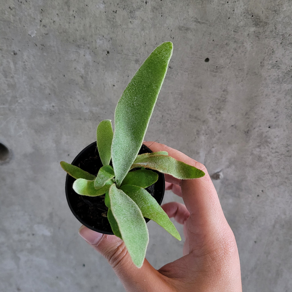 Platycerium veitchii – VI Plant Shop