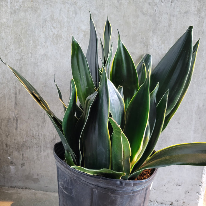 sansevieria superba black Snake Plant Fabi Superba – VI Plant Shop