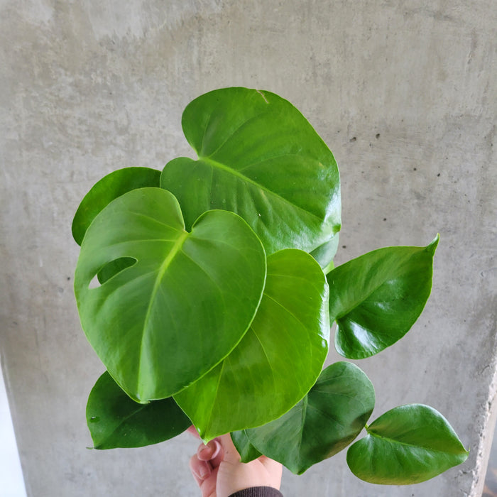 Monstera Deliciosa