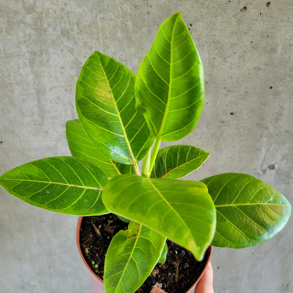 ★人気★Ficus altissima Ficus altissima — Plant Wholesale FlorAccess