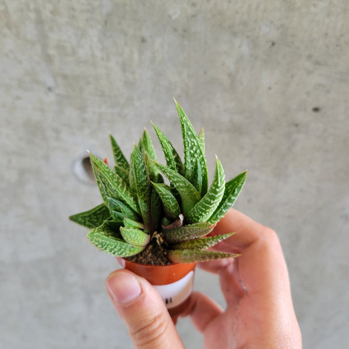 Haworthia