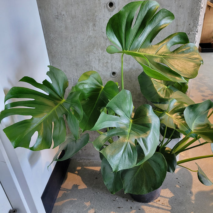 Monstera Deliciosa