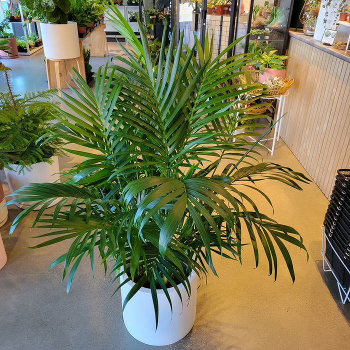cascade palm safe for cats Cascade Palm – VI Plant Shop