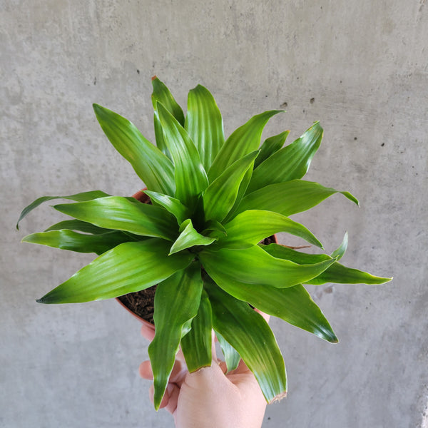 dracaena compacta flower Dracaena Compacta – VI Plant Shop
