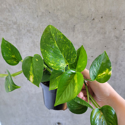 Hand holding a golden pothos with green and yellow leaves