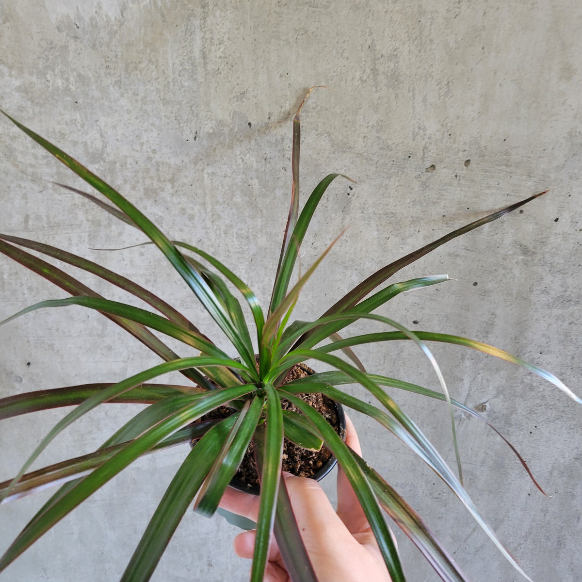 dracaena marginata brown tips Dracaena marginata – VI Plant Shop