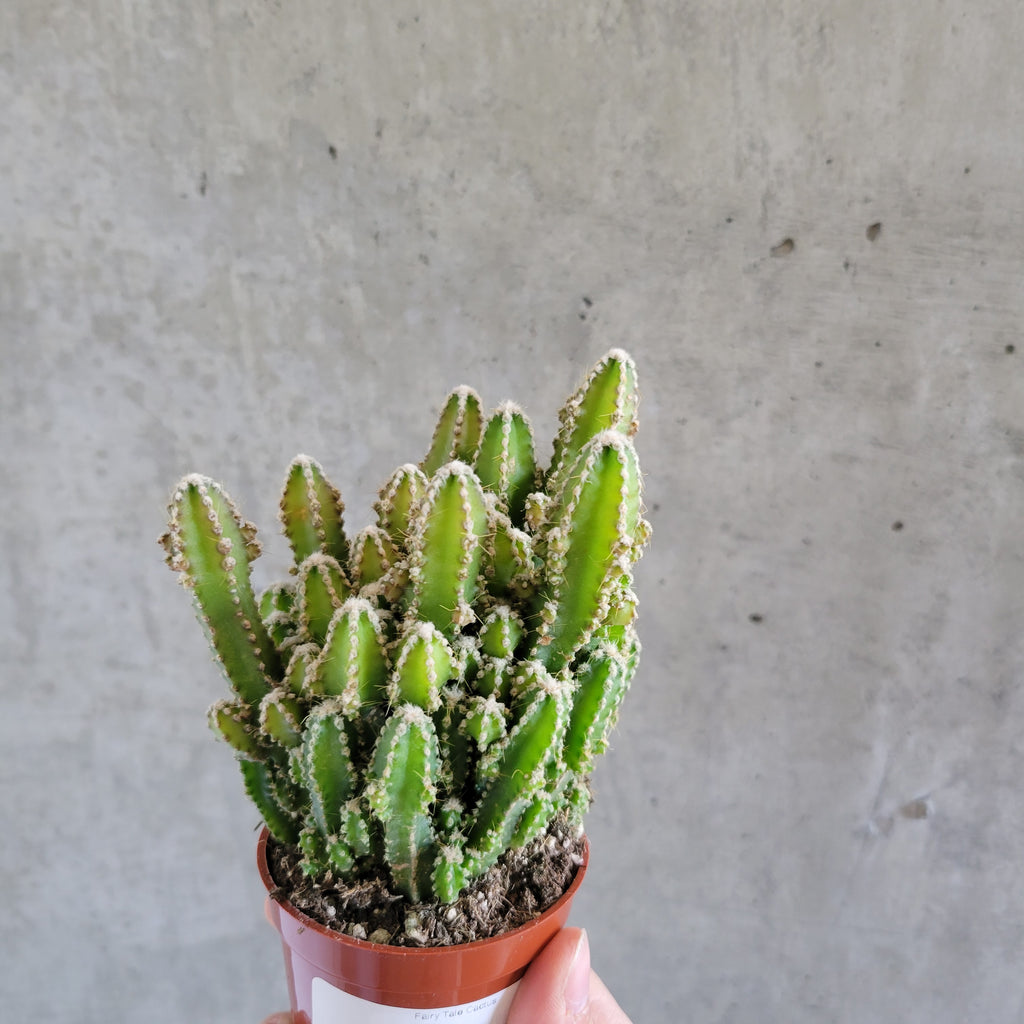fairy tale plant succulent Fairy Tale Cactus – VI Plant Shop