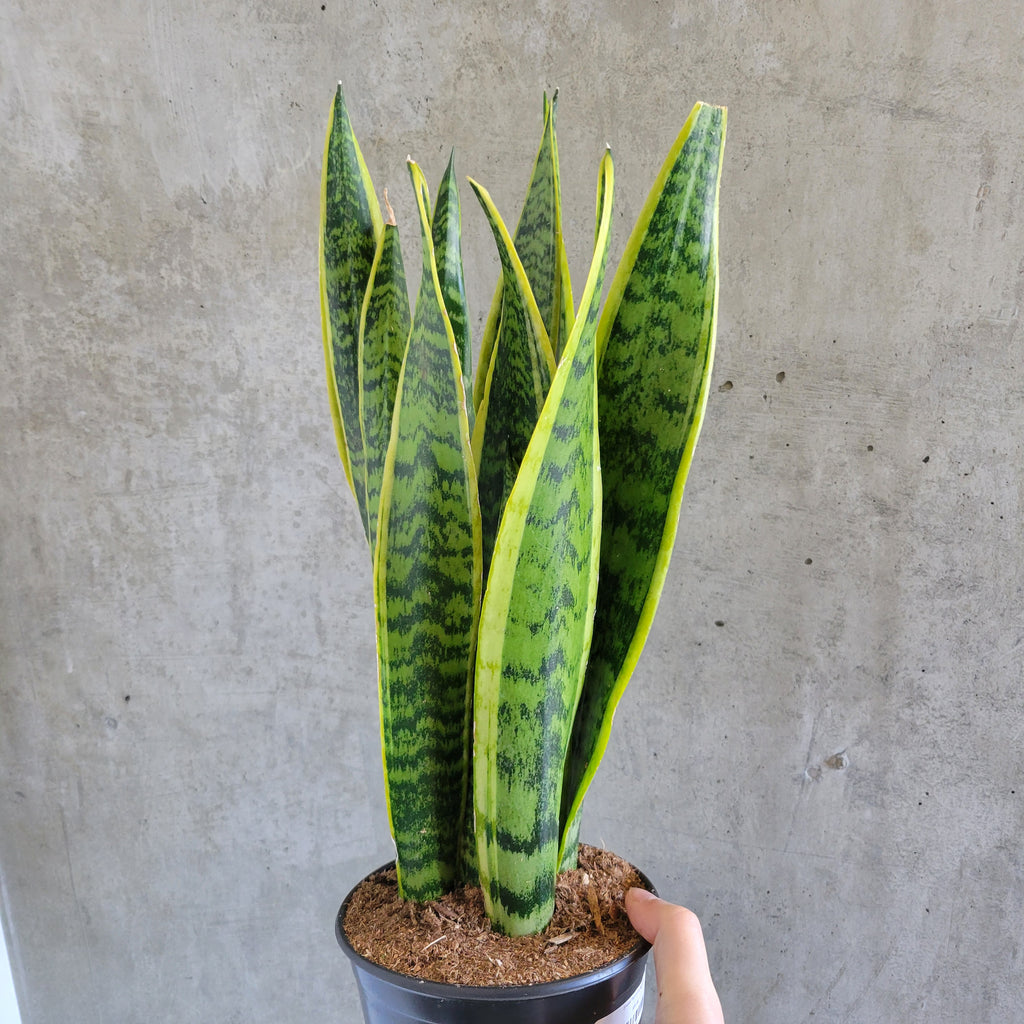 variegated snake plants Variegated Snake Plant – VI Plant Shop