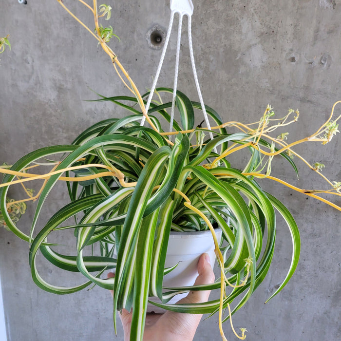 Curly Spider Plant