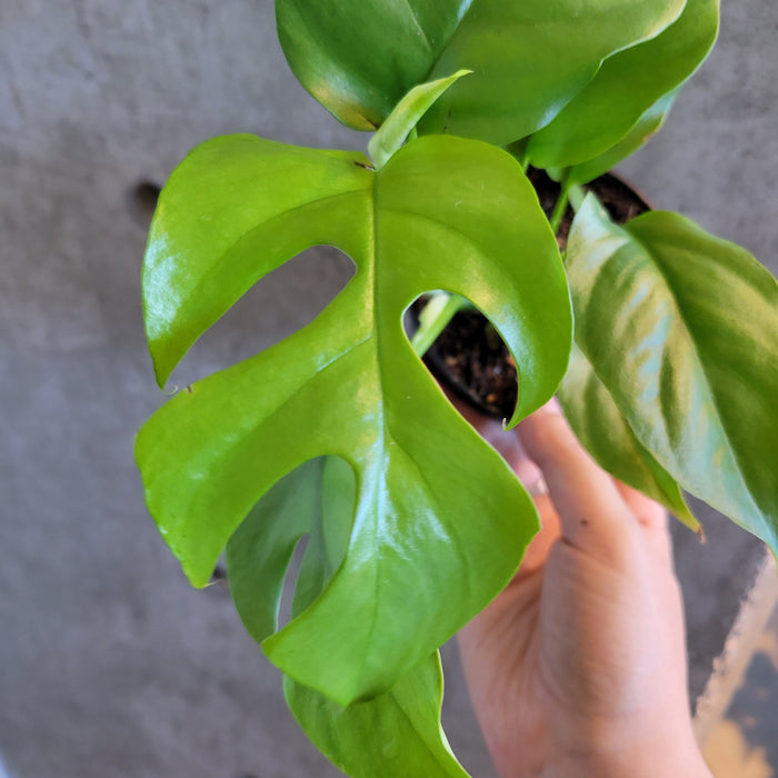 monstera minima vs rhaphidophora tetrasperma Rhaphidophora Tetrasperma – VI Plant Shop