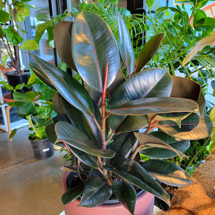 Burgundy Rubber Tree