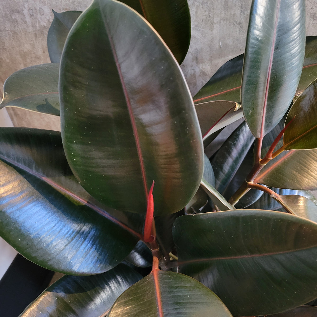 burgundy india rubber tree plant Burgundy Rubber Tree – VI Plant Shop