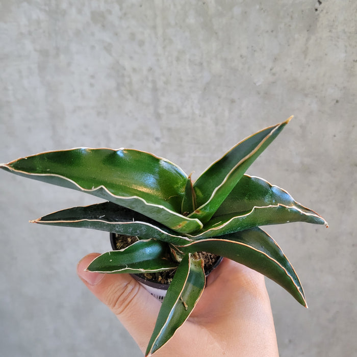 samurai sword snake plant Sansevieria Samurai – VI Plant Shop