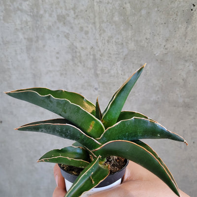 Sansevieria Samurai