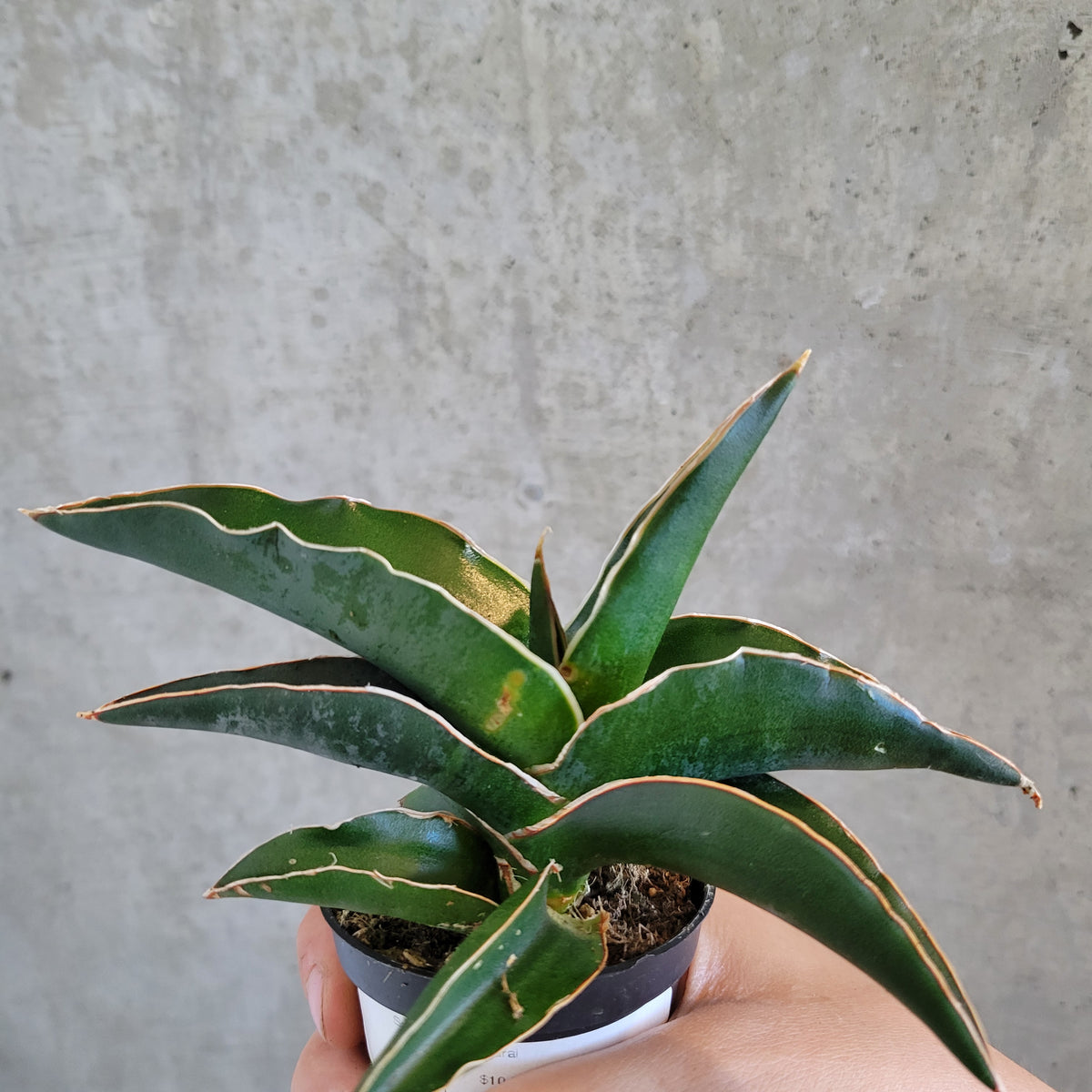 Sansevieria Samurai – VI Plant Shop