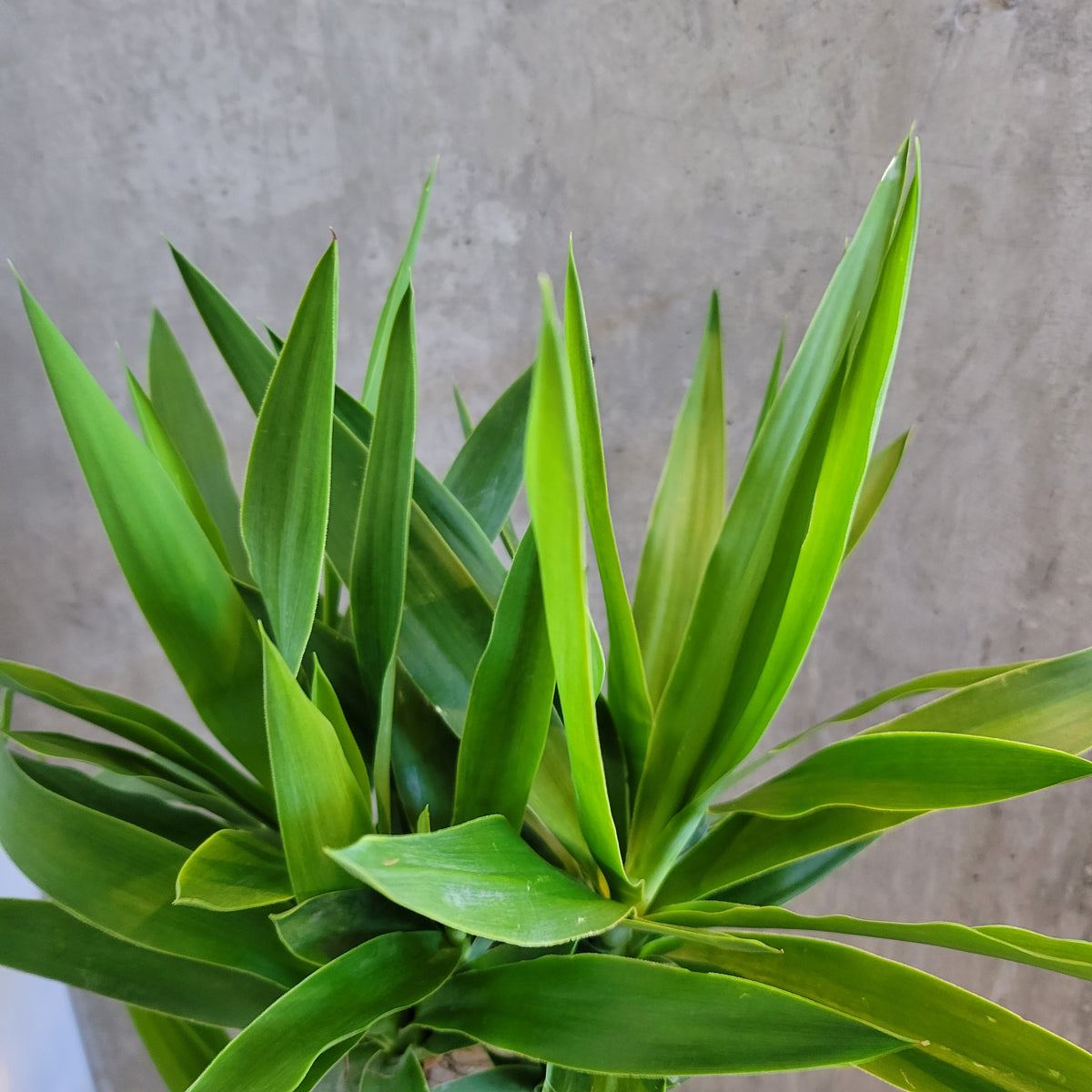 yucca cane plant for sale Yucca Cane – VI Plant Shop