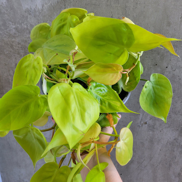 lemon lime heart leaf philodendron Philodendron 'Lemon Lime' – VI Plant Shop