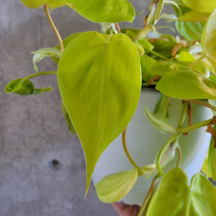 heart leaf philodendron lemon lime Philodendron 'Lemon Lime' – VI Plant Shop