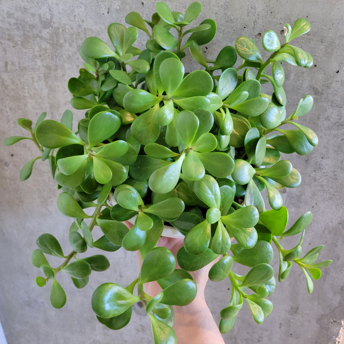 creeping jade plant Trailing Jade – VI Plant Shop
