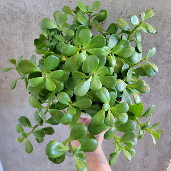 jade plant gumby Trailing Jade – VI Plant Shop