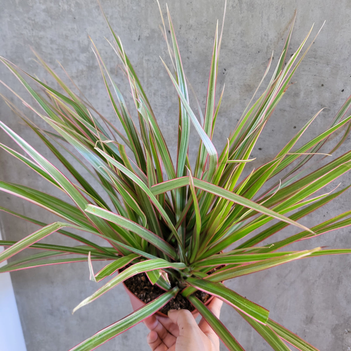 ［Pof］Doracaena concinna Tricolor 'Kuhnty' ドラセナ・コンシンナ・トリカラー 'キュンティー' How to grow Dracaena Marginata Tricolor from cuttings