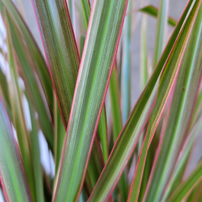 Dracaena marginata 'Tricolor'