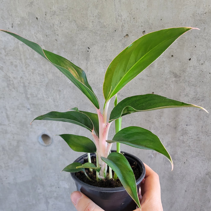 aglaonema pink sapphire Aglaonema 'Sapphire' – VI Plant Shop