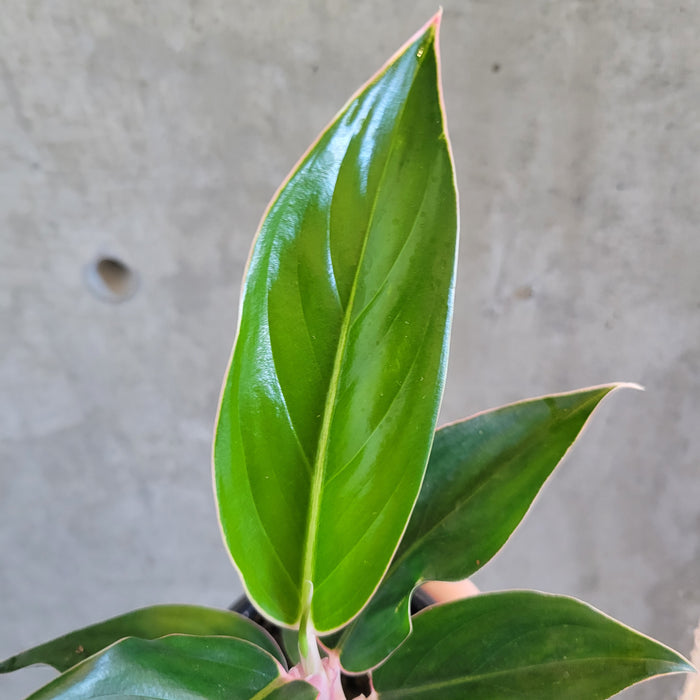 aglaonema sapphire suzanne Aglaonema 'Sapphire' – VI Plant Shop
