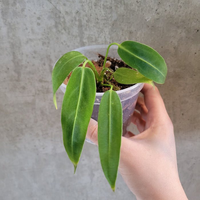 Anthurium Warocqueanum