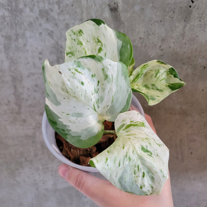 Pothos Manjula