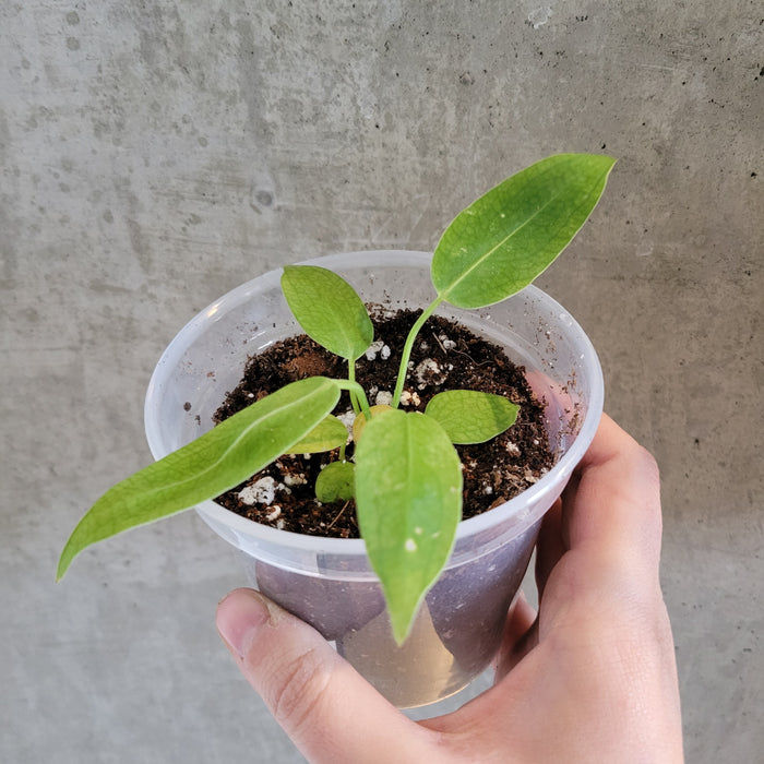 Anthurium Warocqueanum