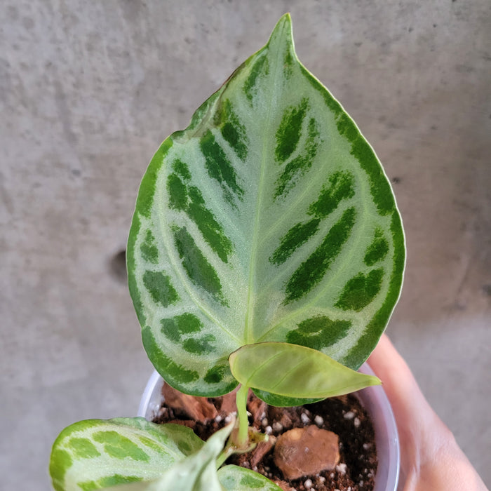 Anthurium 'Dorayaki'