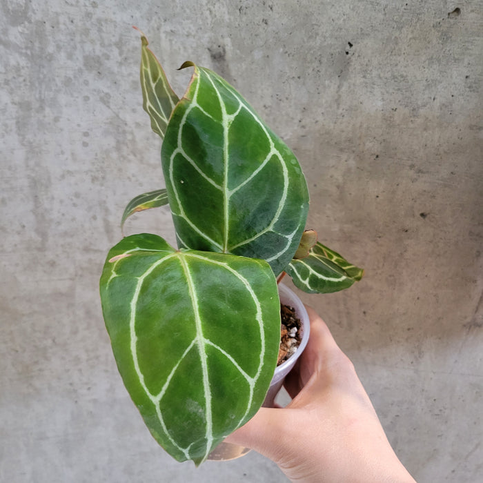 Anthurium Crystallinum