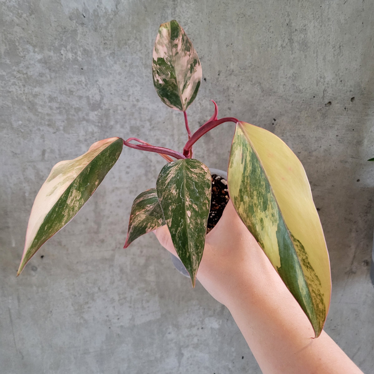 Philodendron 'Strawberry Shake' – VI Plant Shop