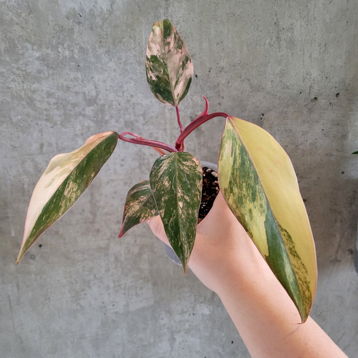 Philodendron 'Strawberry Shake'