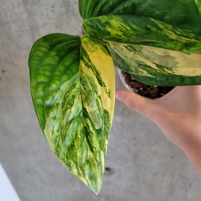 Monstera Karstenianum 'Peru' Variegata