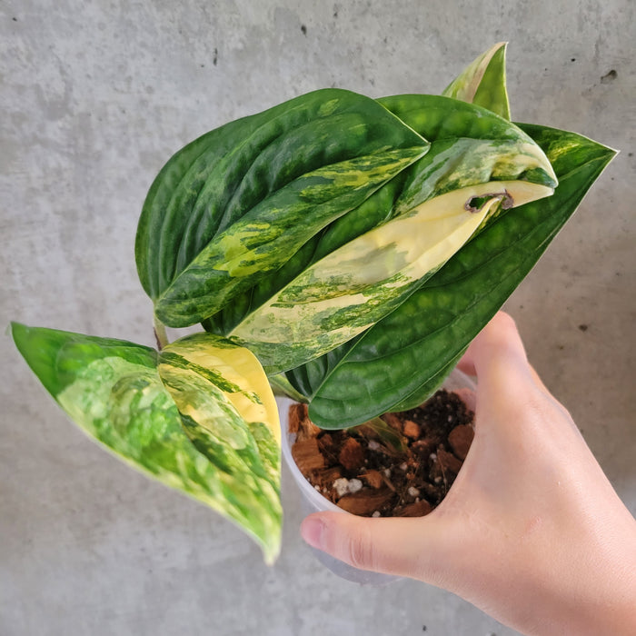 Monstera Karstenianum 'Peru' Variegata