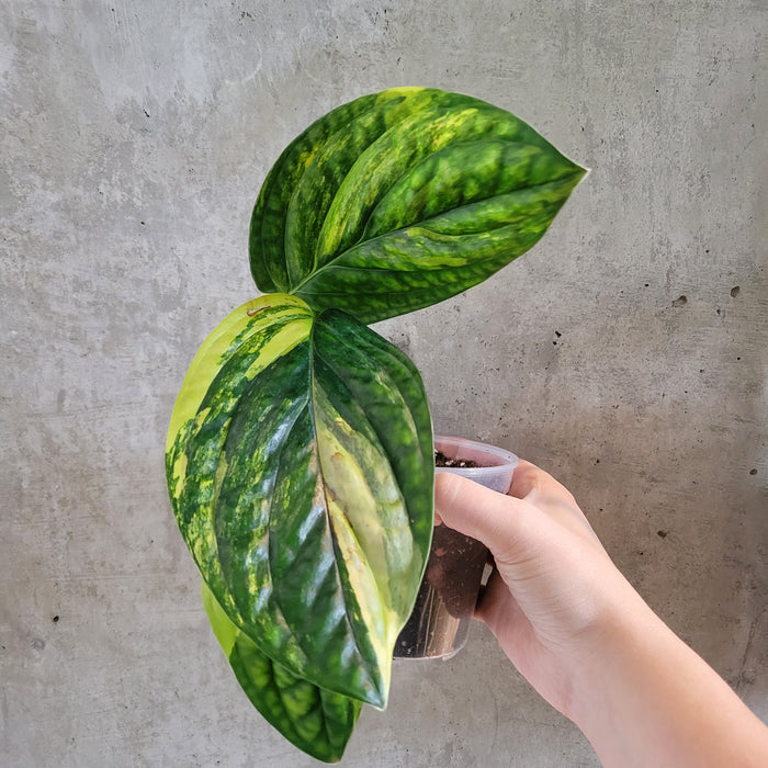 Monstera Karstenianum 'Peru' Variegata