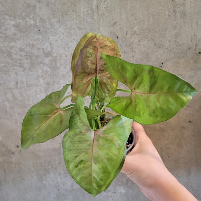 Syngonium 'Matcha Sprinkle'