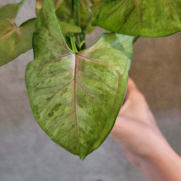 Syngonium 'Matcha Sprinkle'