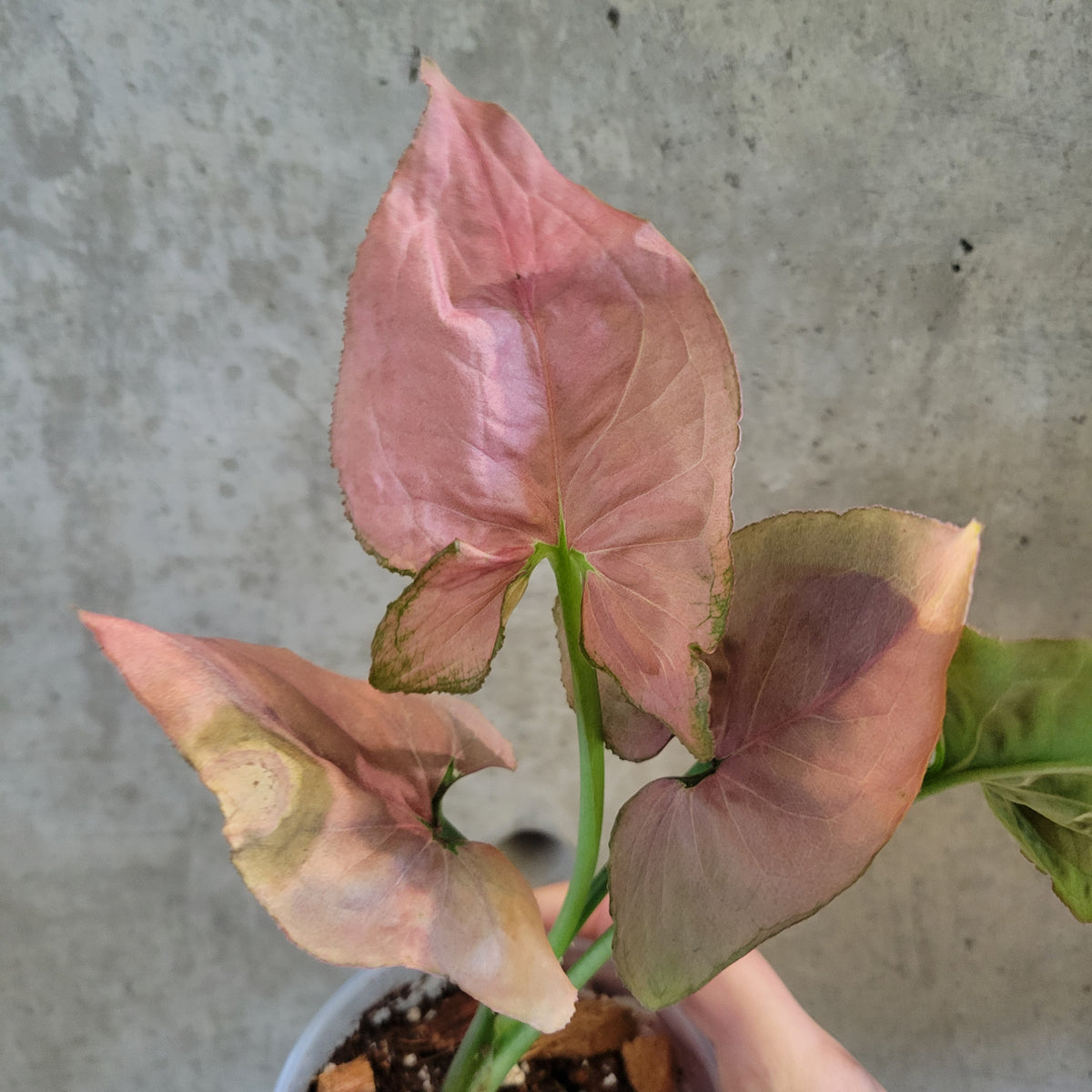 Syngonium 'Pink Perfection' – VI Plant Shop