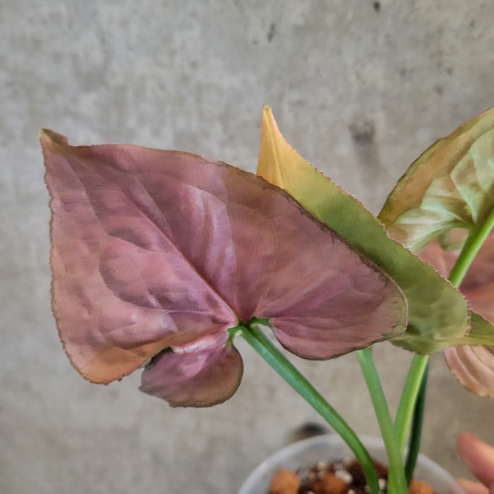 Syngonium 'Pink Perfection'