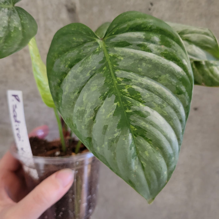 Philodendron Sodiroi Variegata